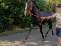 Hing, Lipizzaner — 1. fotó
