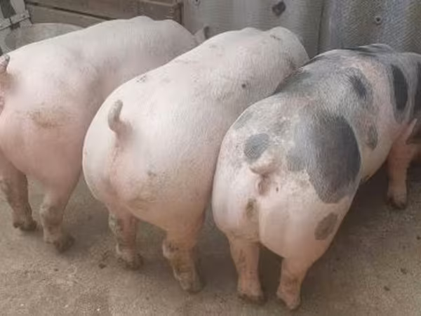 Boar,  — Hungary