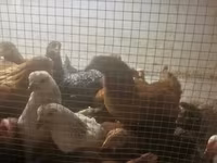 Chickens — foto 2