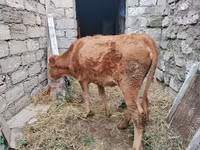 Krava, Skot — foto 4