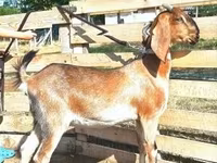 母山羊, Nubian Goat — 照片 1