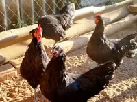 Australorp — foto 8
