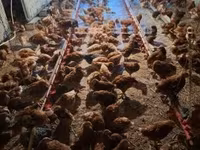 Chickens — foto 2