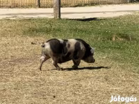Sow, Pigs — photo 3