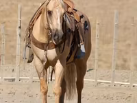 Hing, Quarter Horse — 8. fotó