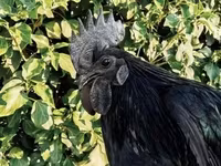 Ayam Cemani — foto 1