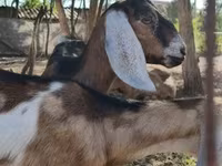 Nőstény kecske, Nubian Goat — 7. fotó