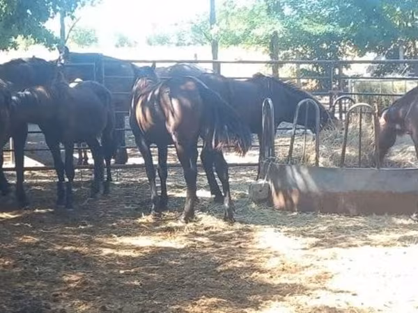 Caballo, Caballos — Hungría