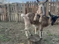 母山羊, Alpine goat — 照片 2