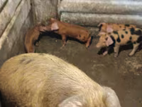 Pigs (batch, sex not specified), Дюрок — photo 3