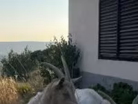 Cabra, Saanen goat — foto 4