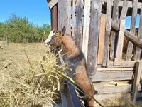 母山羊, Goats — 照片 4