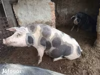 公猪, Pigs — 照片 3