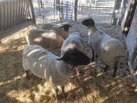 公羊, White Suffolk sheep — 照片 5