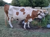 母牛, Simmental cattle — 照片 1