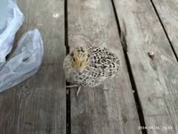 Quails — 照片 1