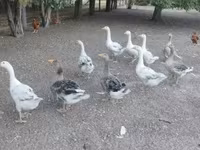 Geese — 照片 4