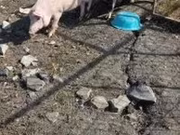 Boar, Pigs — photo 6
