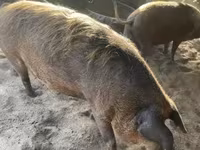 Pigs (batch, sex not specified), Мангалица — photo 4