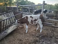 Bika, Simmental cattle — 4. fotó