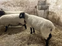 Kos, White Suffolk sheep — 4. fotó