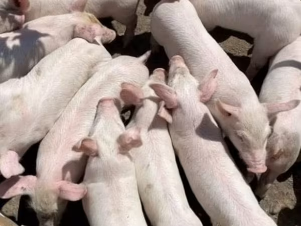 Pigs (batch, sex not specified), Крупная белая