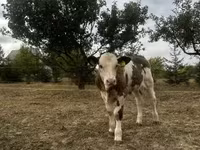 Tehén, Holstein fajta — 3. fotó