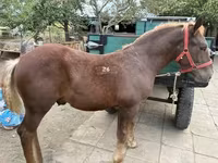 At, Hungarian horse breed — foto 1