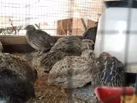 Quails — photo 6