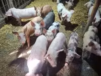 Säue, Schweine — Foto 3