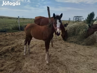 فرس, Hungarian horse breed — الصورة 1
