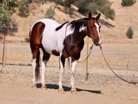 公马, National Show Horse — 照片 2
