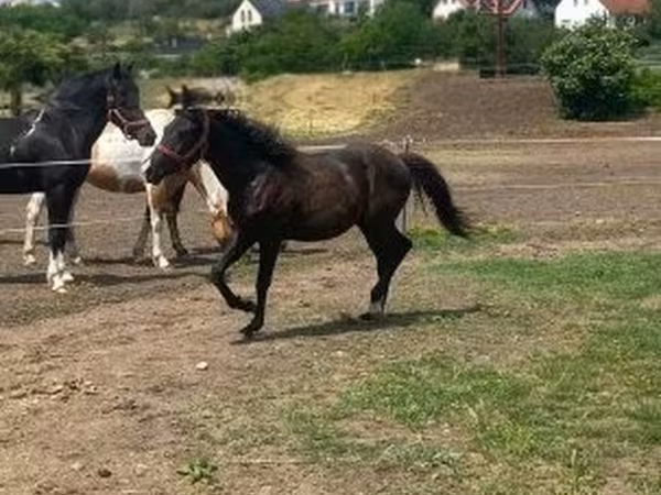 At, Hucul pony
