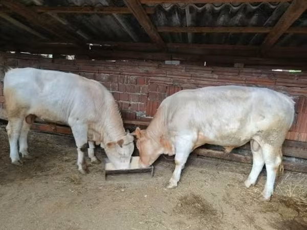 सांड, Charolais cattle — हंगरी