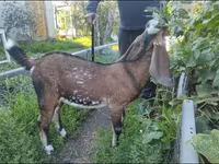 Goat, Beetal goats — photo 1