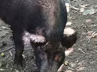 Sow, Pigs — photo 3