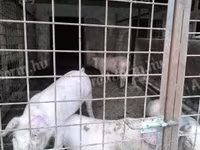 नर सूअर, Дюрок — फ़ोटो 2