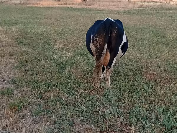 母牛, Holstein breed