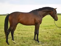 At, Thoroughbred horse — foto 2