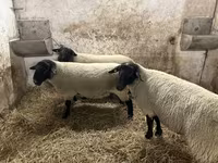 Kos, White Suffolk sheep — 5. fotó