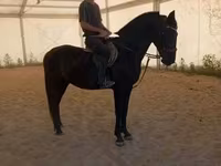 Kanca, Hungarian horse breed — 3. fotó