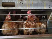 Chickens — photo 2