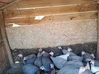 Guinea fowl — foto 2