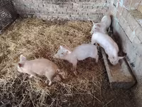 猪（批次，未指定性别）, Pigs — 照片 3