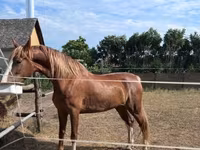 Kanca, Dutch warmblood horse — 4. fotó
