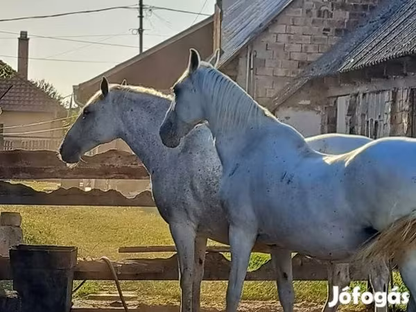 Mare, Lipizzaner — Hungary