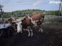ثور, Simmental cattle — الصورة 2