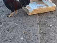 gallina danesa — foto 4