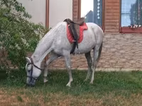 At, Atlar — foto 3