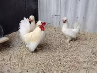 Chickens — 照片 3